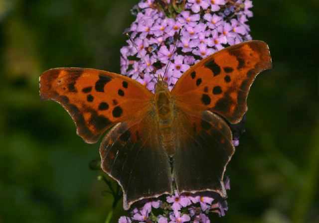 Polygonia interrogationis Nymphalidae