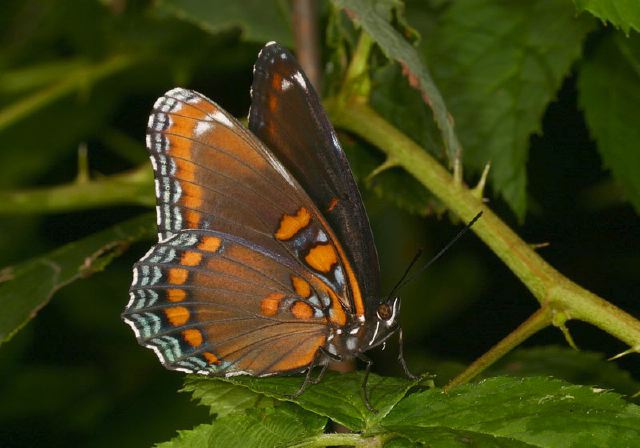 Limenitis arthemis astyanax Nymphalidae