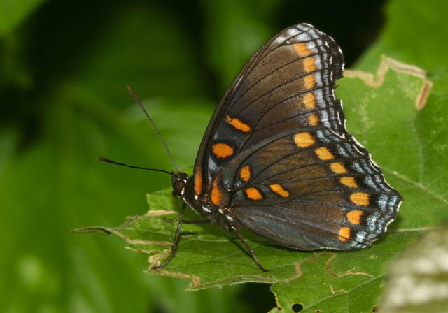 Basilarchia arthemis Nymphalidae