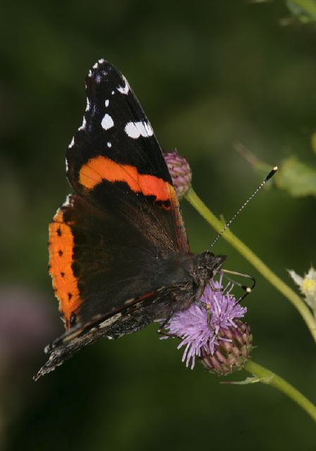 Vanessa atalanta Nymphalidae