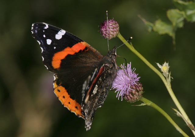 Vanessa atalanta Nymphalidae