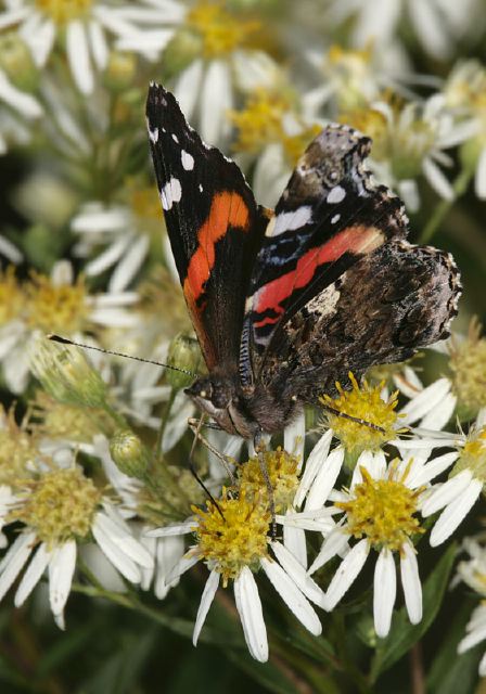 Vanessa atalanta Nymphalidae