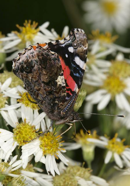 Vanessa atalanta Nymphalidae