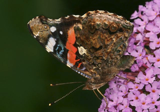 Vanessa atalanta Nymphalidae