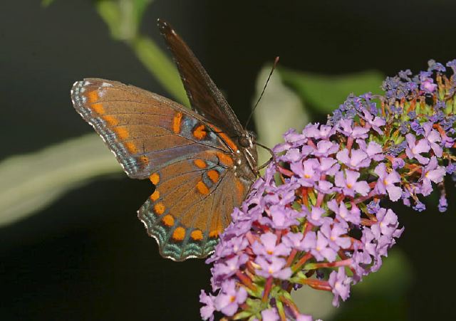 Limenitis arthemis astyanax Nymphalidae