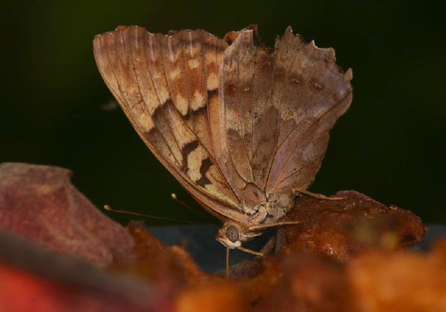 Asterocampa clyton Nymphalidae