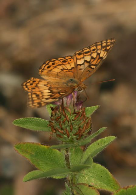 Euptoieta claudia Nymphalidae