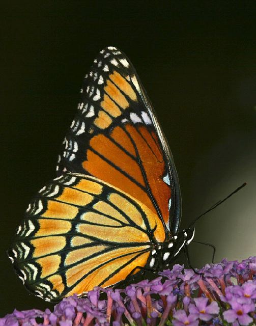 Limenitis archippus Nymphalidae