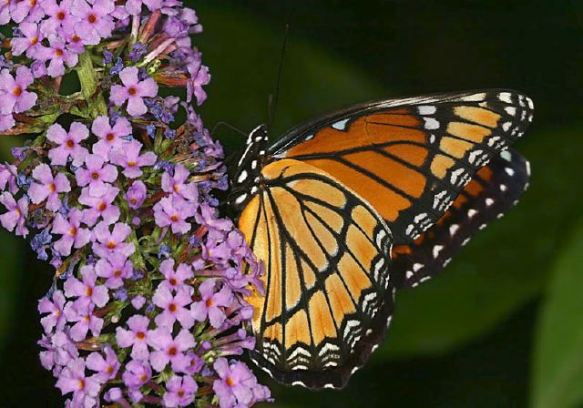 Limenitis archippus Nymphalidae