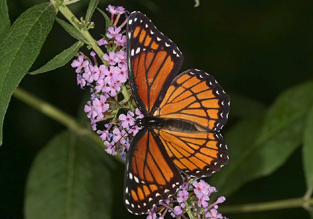 Limenitis archippus Nymphalidae