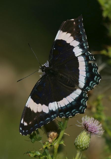 Limenitis arthemis arthemis Nymphalidae