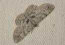 iridopsis_larvaria1993