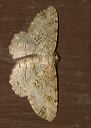 melanolophia_canadaria_428