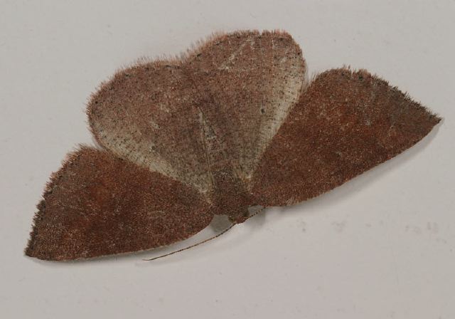 Drepanulatrix carnearia Geometridae