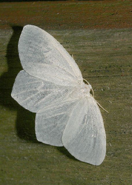 Eugonobapta nivosaria Geometridae