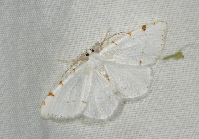 Macaria pustularia Geometridae