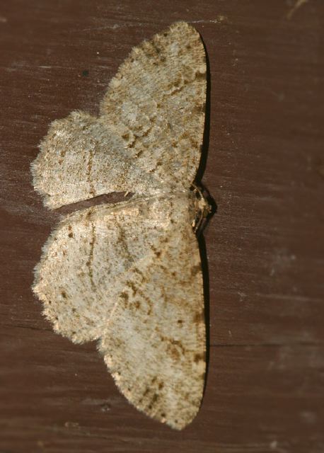 Melanolophia canadaria Geometridae