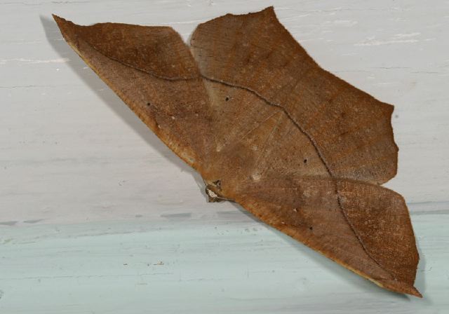 Prochoerodes lineola Geometridae