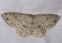 cyclophora_1453