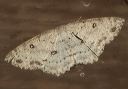 cyclophora_pendulinaria469