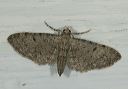 eupithecia_miserulata2041