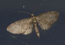 eupithecia_miserulata4042