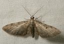 eupithecia_sp0801