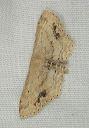 idaea_dimidiata1513