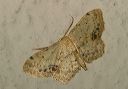 idaea_dimidiata802