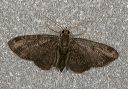 moth4696