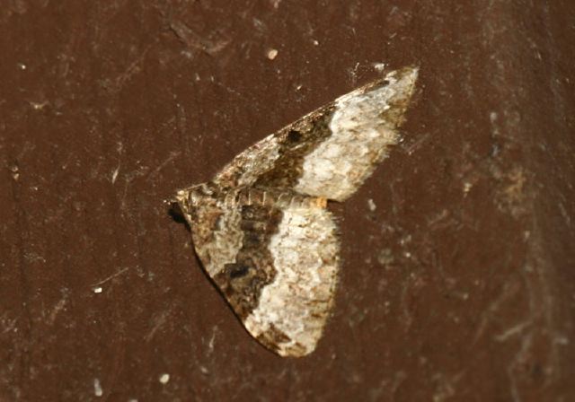 Euphyia intermediata Geometridae