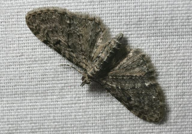 Eupithecia Geometridae