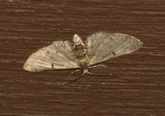 Eupithecia miserulata Geometridae