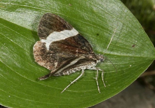 Trichodezia albovittata Geometridae
