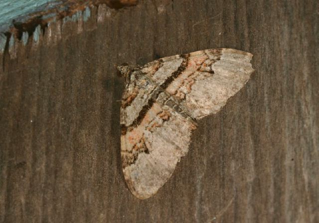 Xanthorhoe labradorensis Geometridae