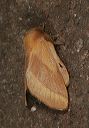 malacosoma_disstria1605