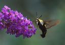 snowberry_clearwing