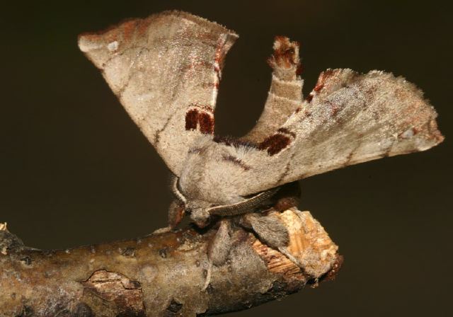 Apatelodes torrefacta Apatelodidae