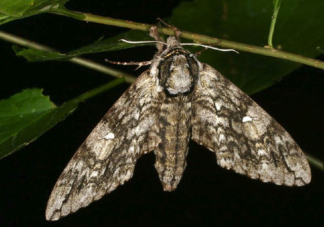 Ceratomia undulosa Sphingidae