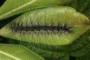 caterpillar4187