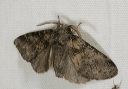 gluphisia_septentrion_37478