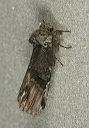 schizura_unicornis1595