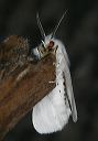 spilosoma__2260