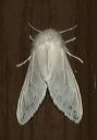 spilosoma_congrua_654