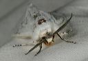 spilosoma_virginica1186