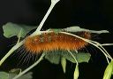 spilosoma_virginica3925