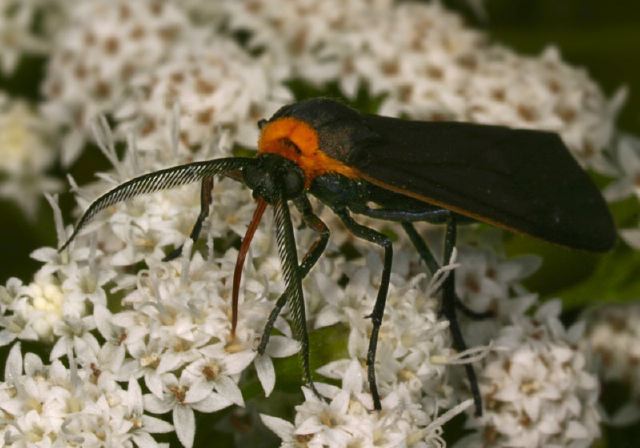 Cisseps fulvicollis Arctiidae
