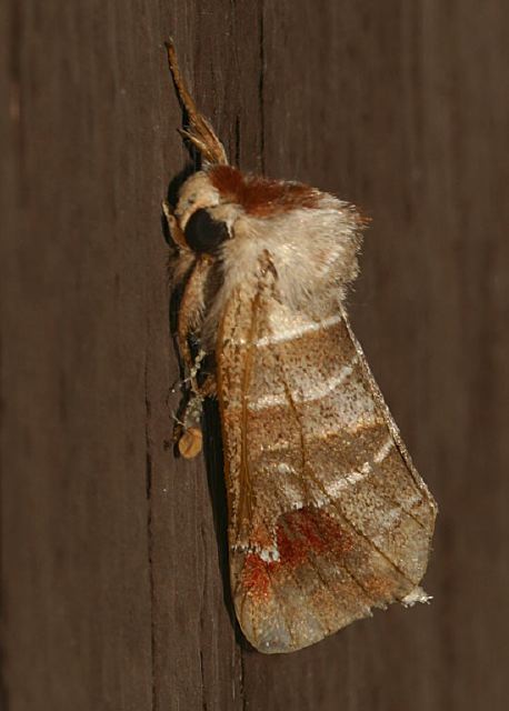 Clostera albosigma Notodontidae