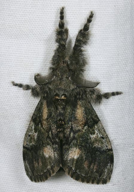 Dasychira basiflava Lymantriidae