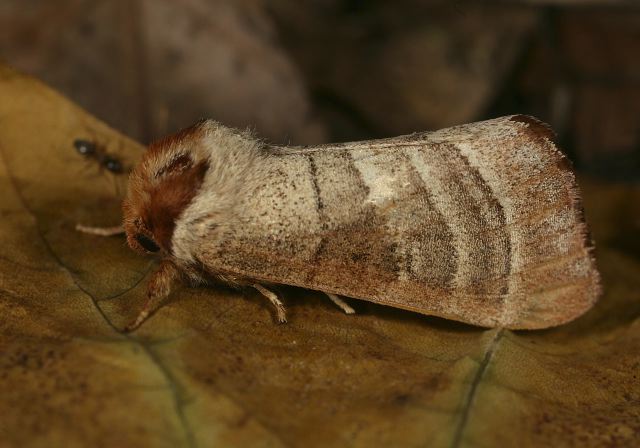Datana sp. Notodontidae